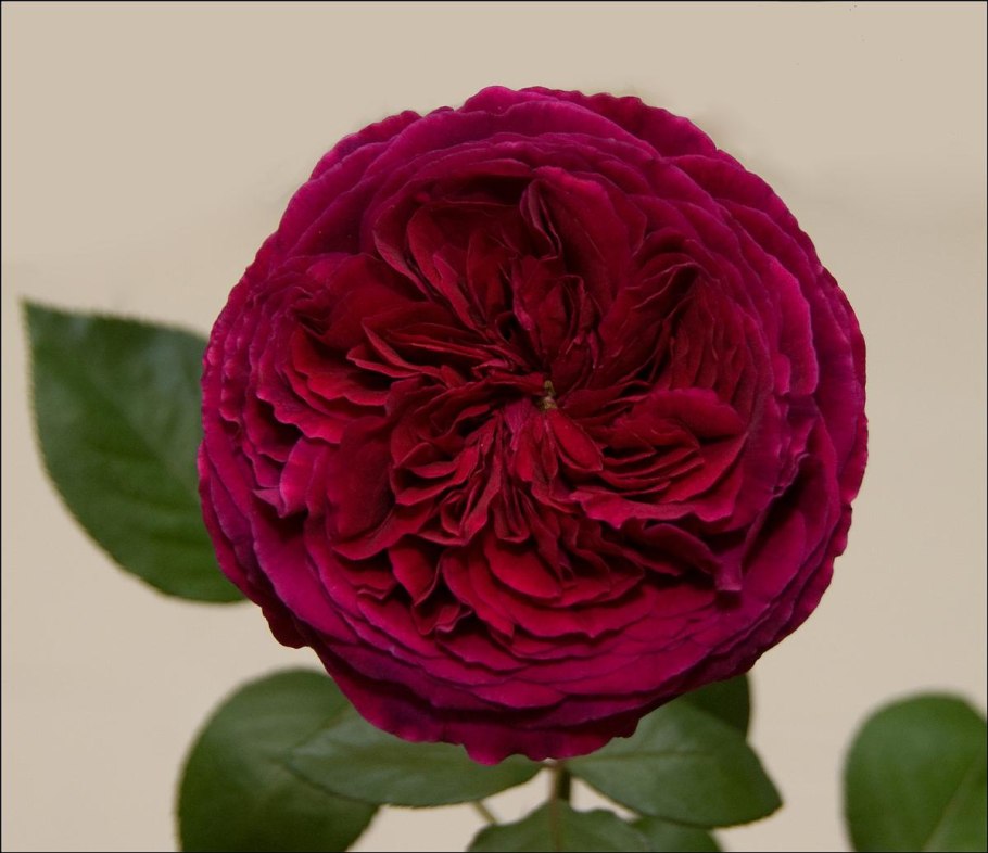 Роза Дэвид Остин Фальстаф