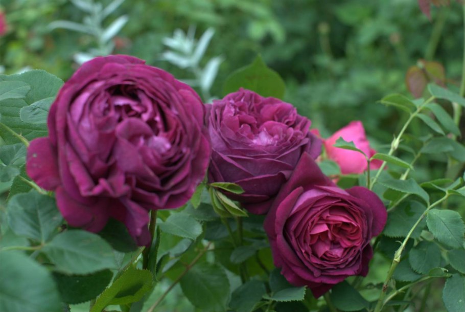 Дэвид Остин сорифальстаф