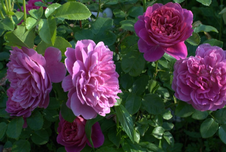 Роза английская Парковая Фальстаф