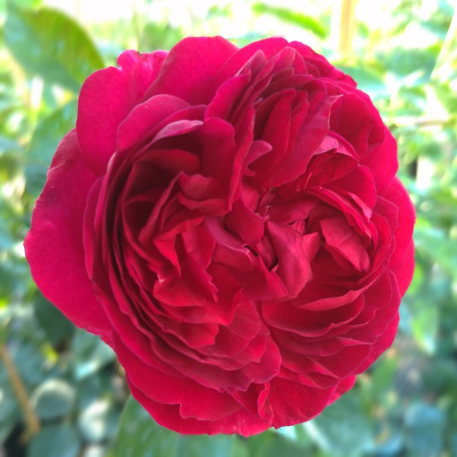 Роза плетистая Фальстафф