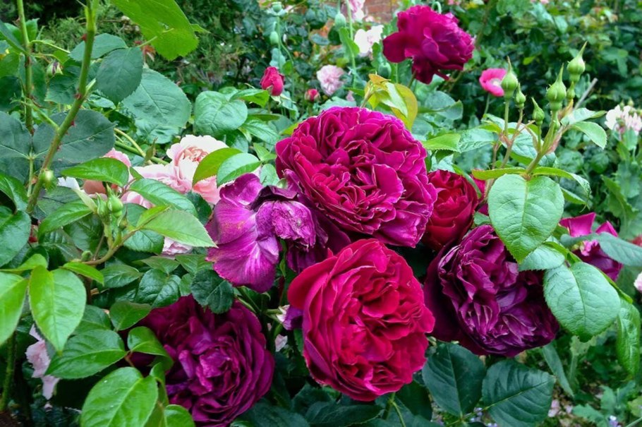 Фальстаф роза Остина