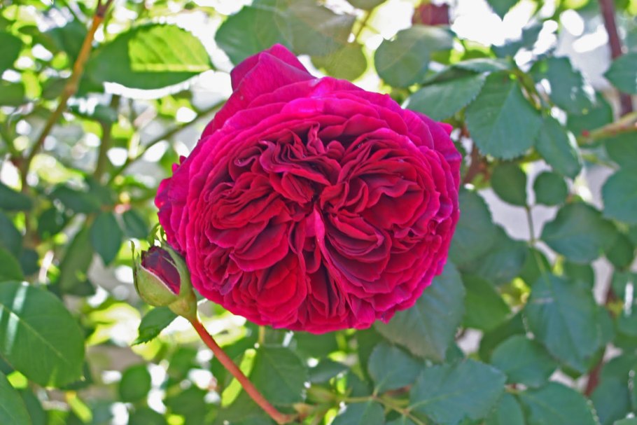 Falstaff Magazine 91 point