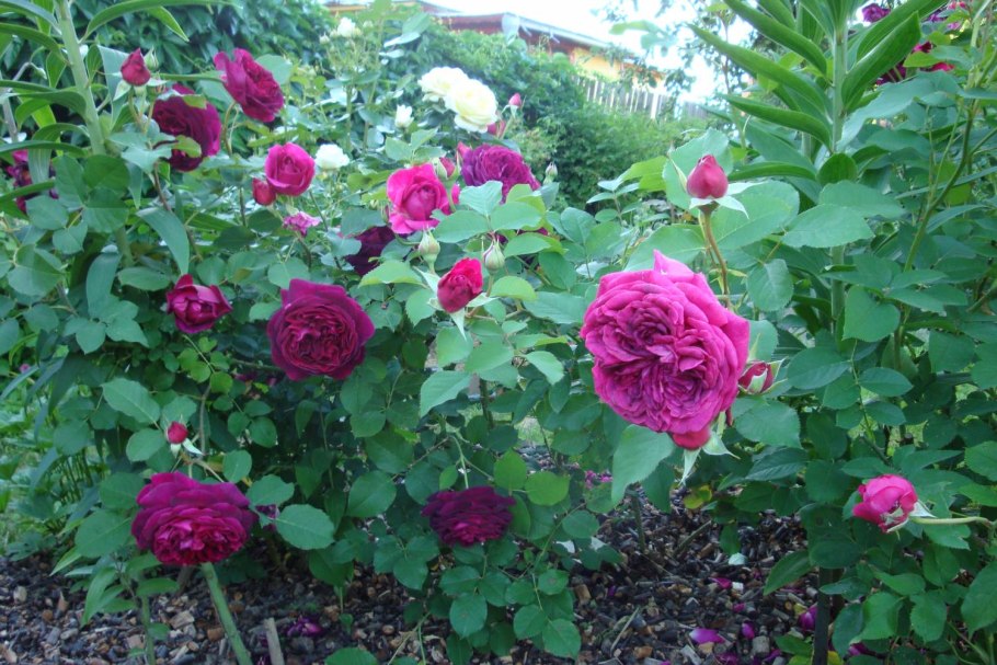 Роза остина манстед вуд