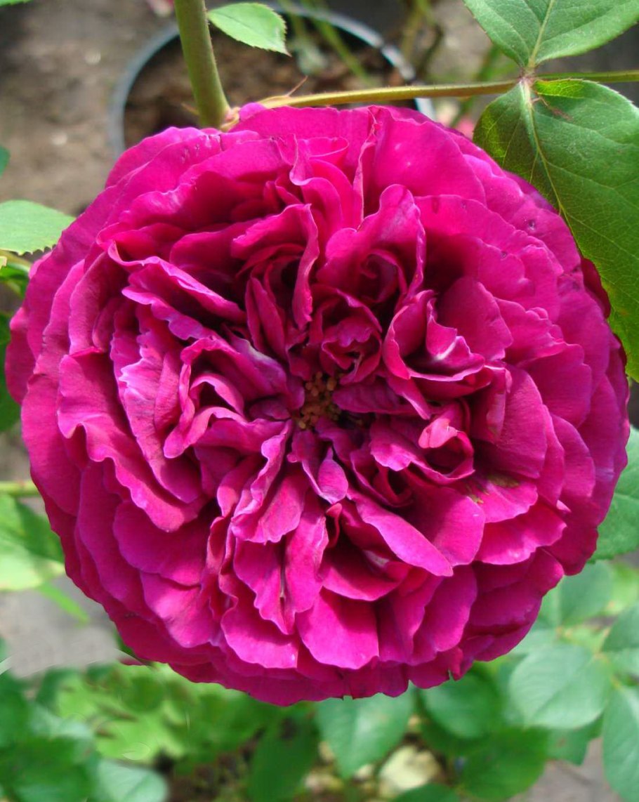 Роза остина вильям шекспир