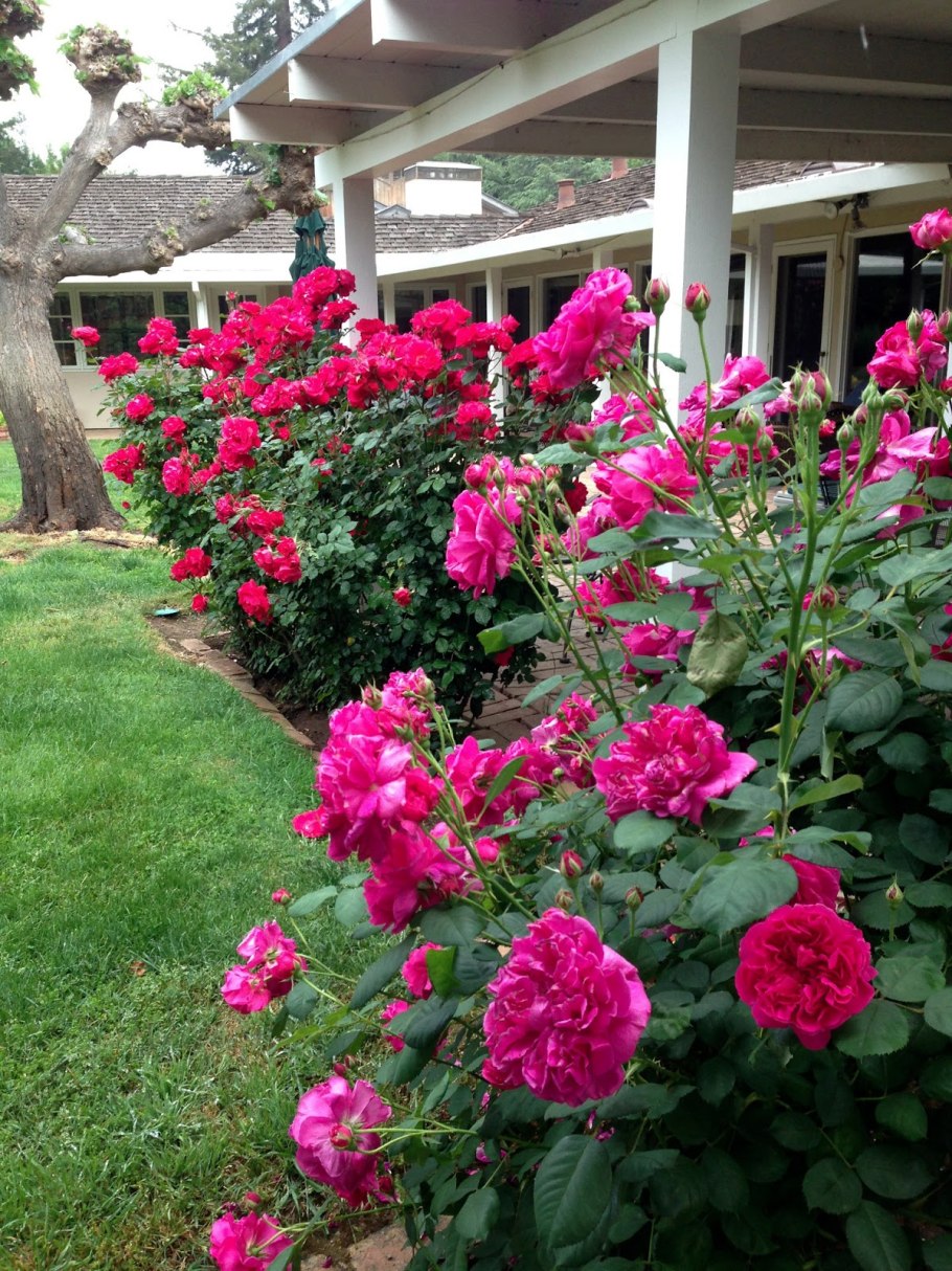 Роза Дэвида Остина Фальстаф