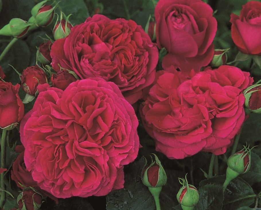 Роза плетистая Фальстаф