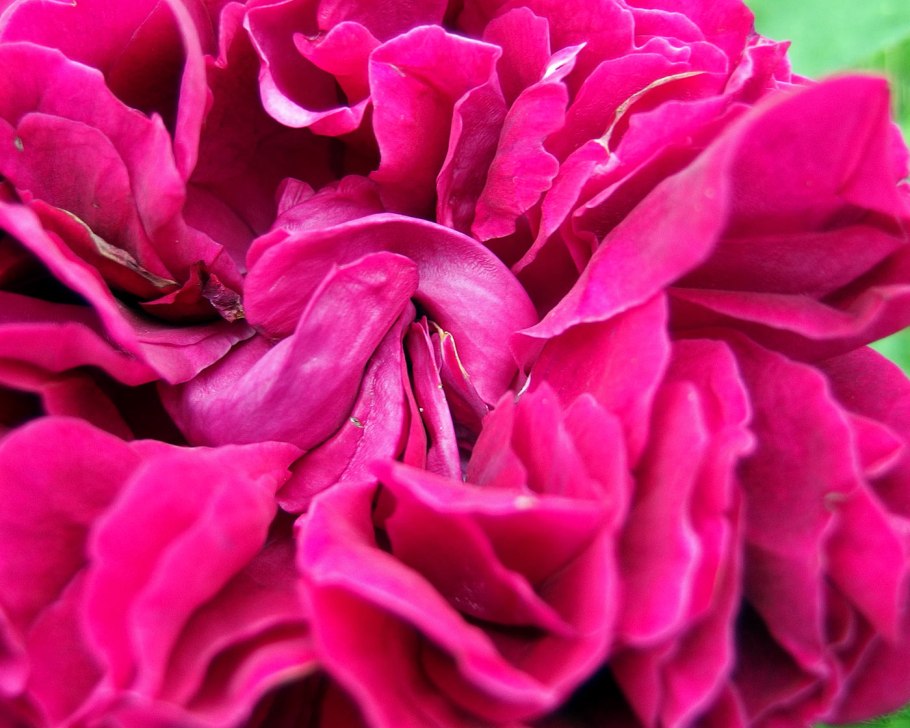 Роза английская Остин Фалстафф