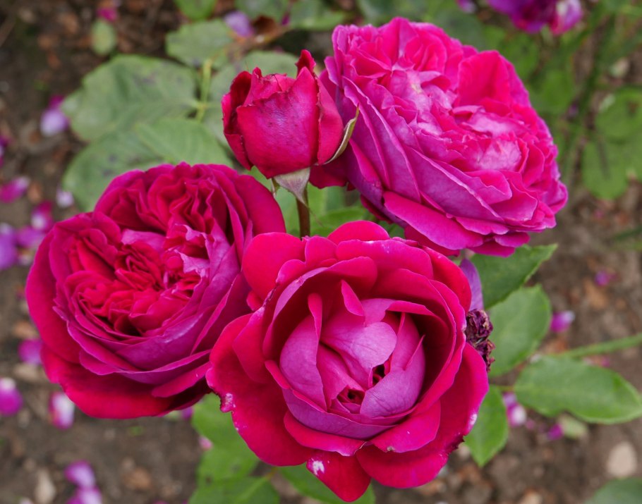 Роза английская Фальстаф