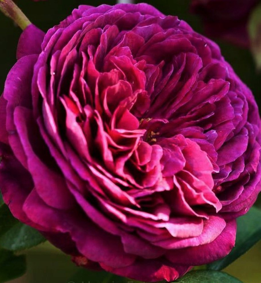 Роза английская Фальстаф