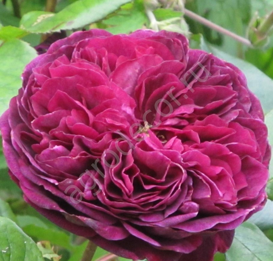 Роза Остина Дарси Басселл