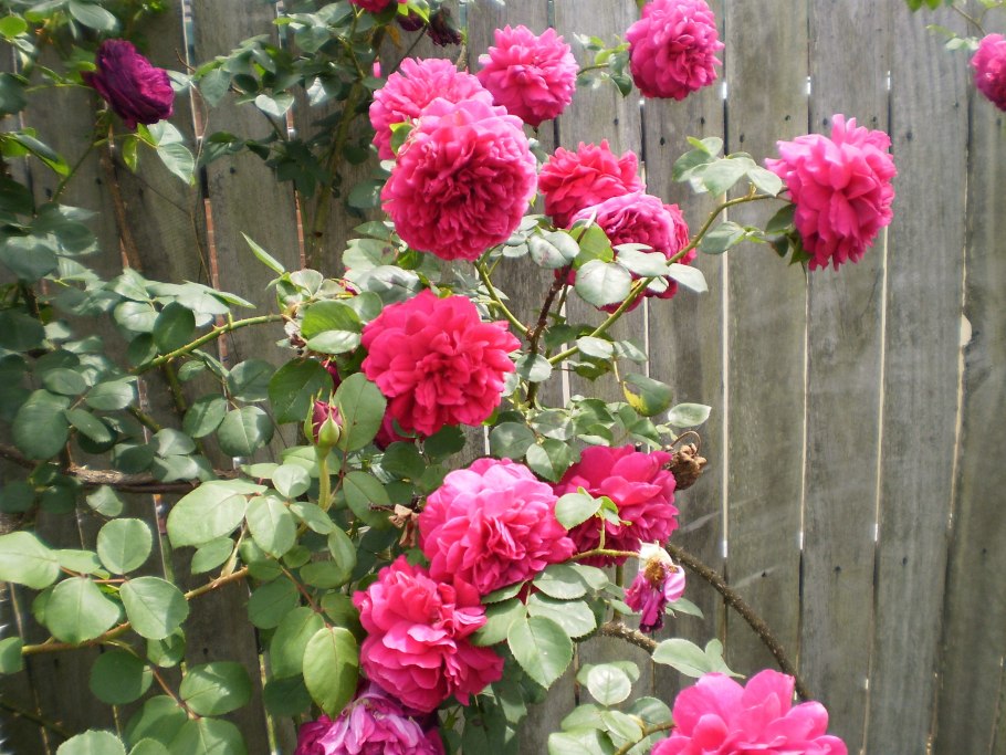 Фальстаф роза остина