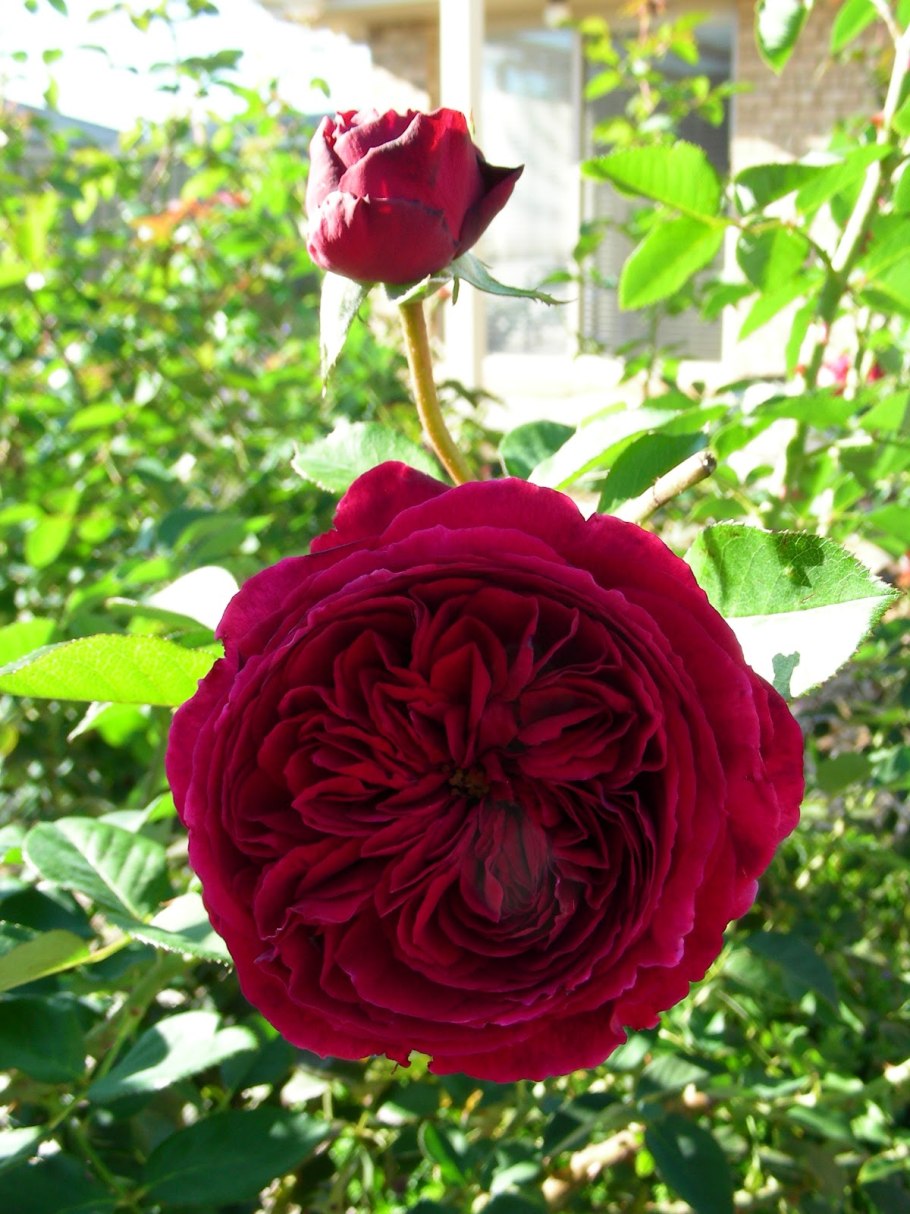 Роза Дэвид Остин Фальстаф