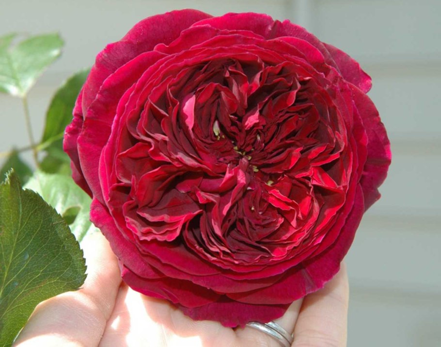 Роза Вильям Фальстаф