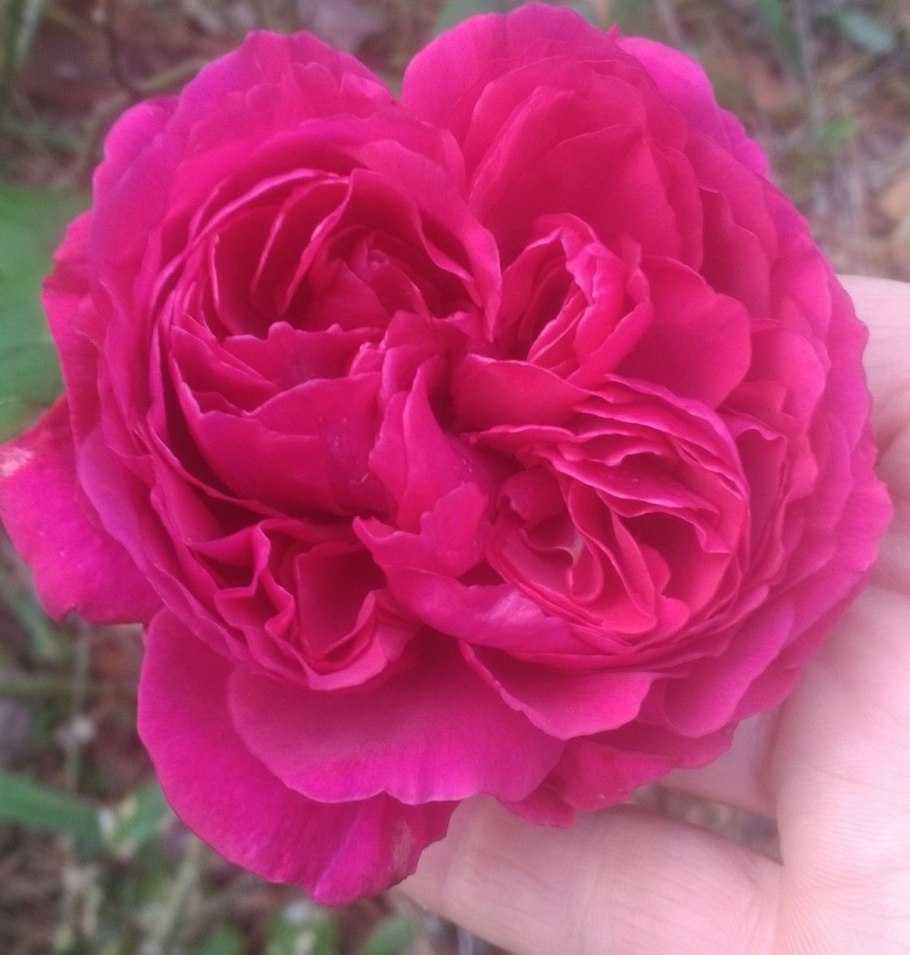 Роза Фальстаф в Подмосковье