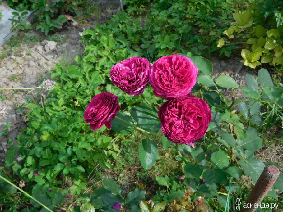 Роза Фальстаф Falstaff