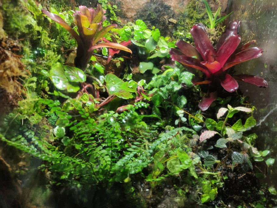 Аммания бонсай аквариумное растение