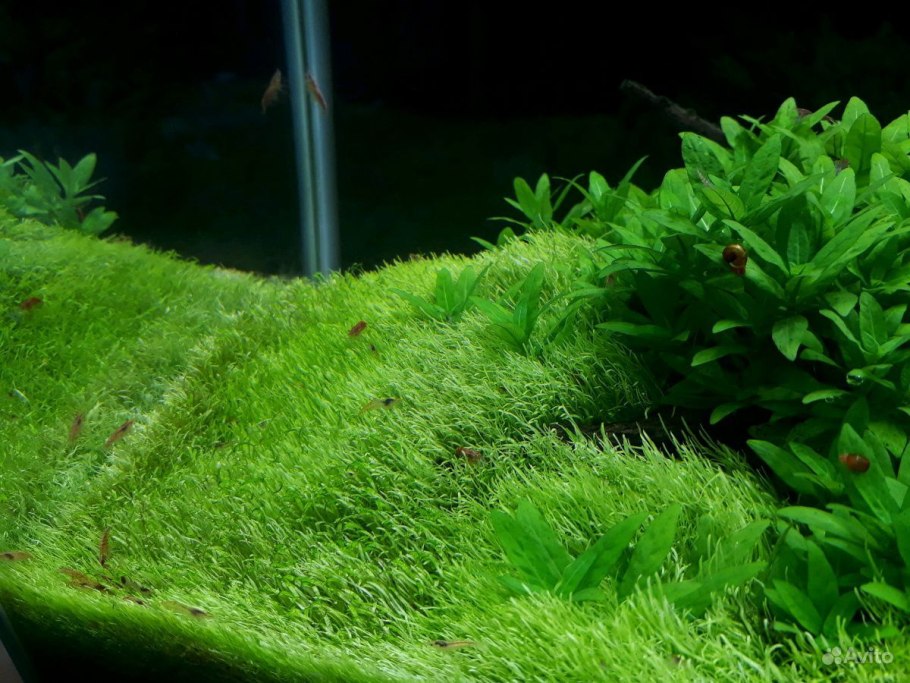 Аммания бонсай (меристемная)