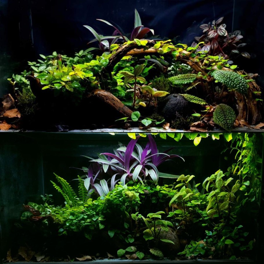 Аммания бонсай