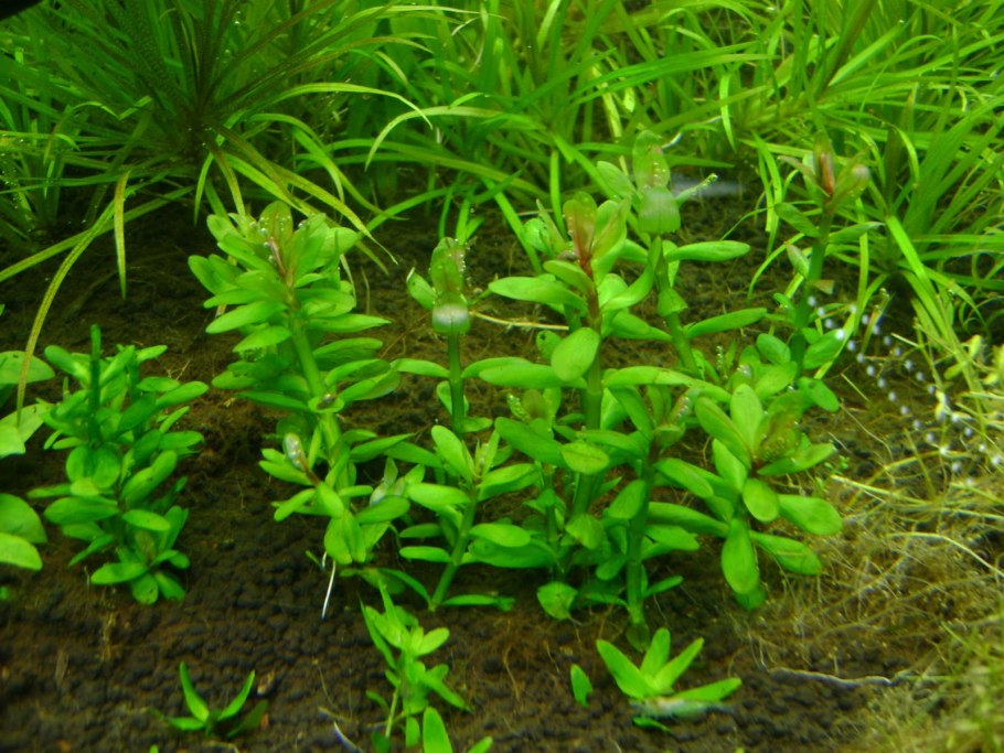 Сенегал аквариумное растение