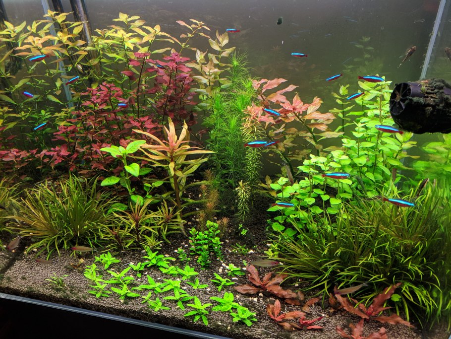 Rotala Araguaia