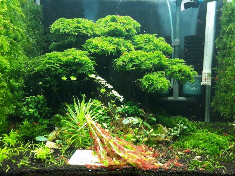 Гидрокотила аквариумное растение