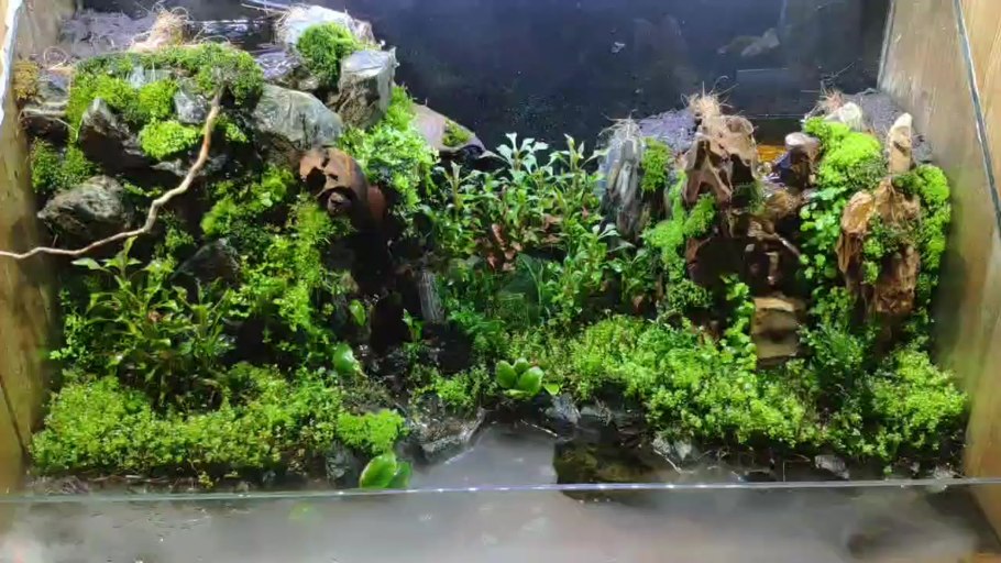 Крипту древовидная аквариумное растение