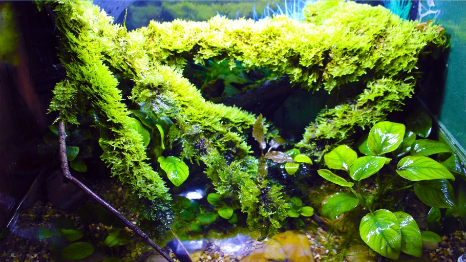 Щитолистник Гигрофила Браун