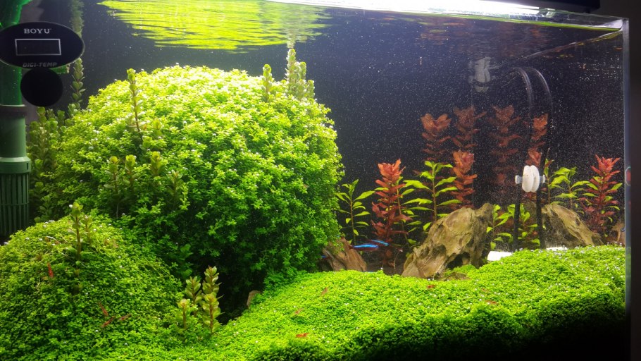 Линдерния индийская