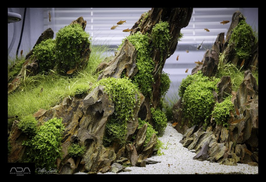 Аммания бонсай аквариумное