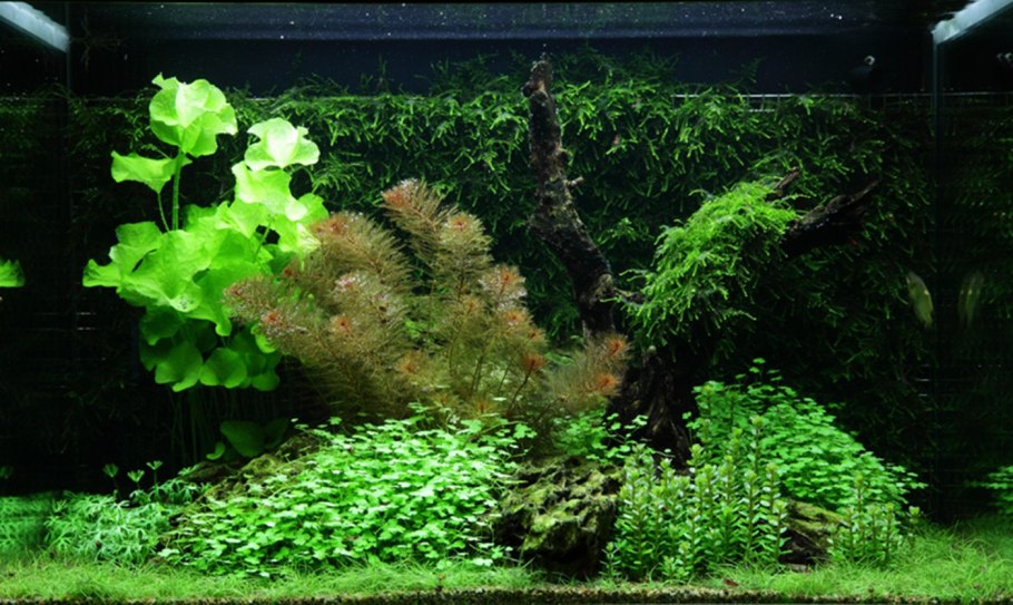 Гигрофила гландулоза