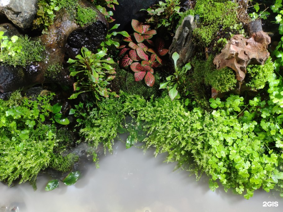 Амания бонсай в аквариуме