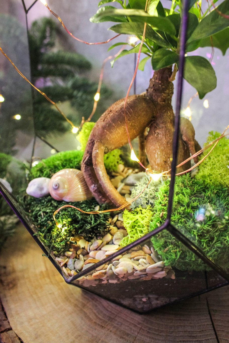 Аммания бонсай