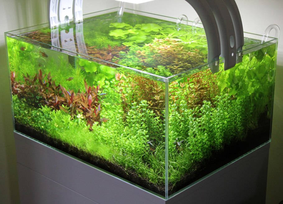 Аквариум в Старом Осколе