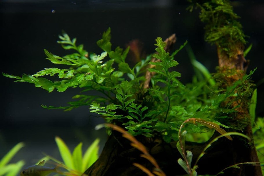 Зальцмана растение аквариумное