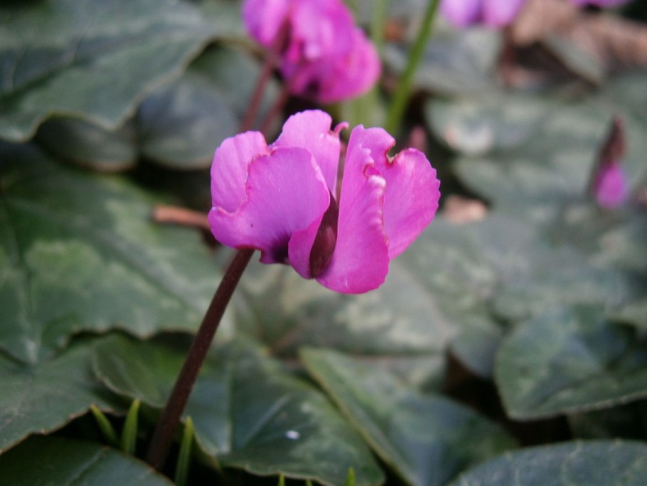 Cyclamen pseudibericum