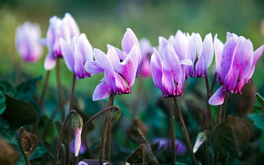 Цикламен Кузнецова (Cyclamen Kuznetzovii)