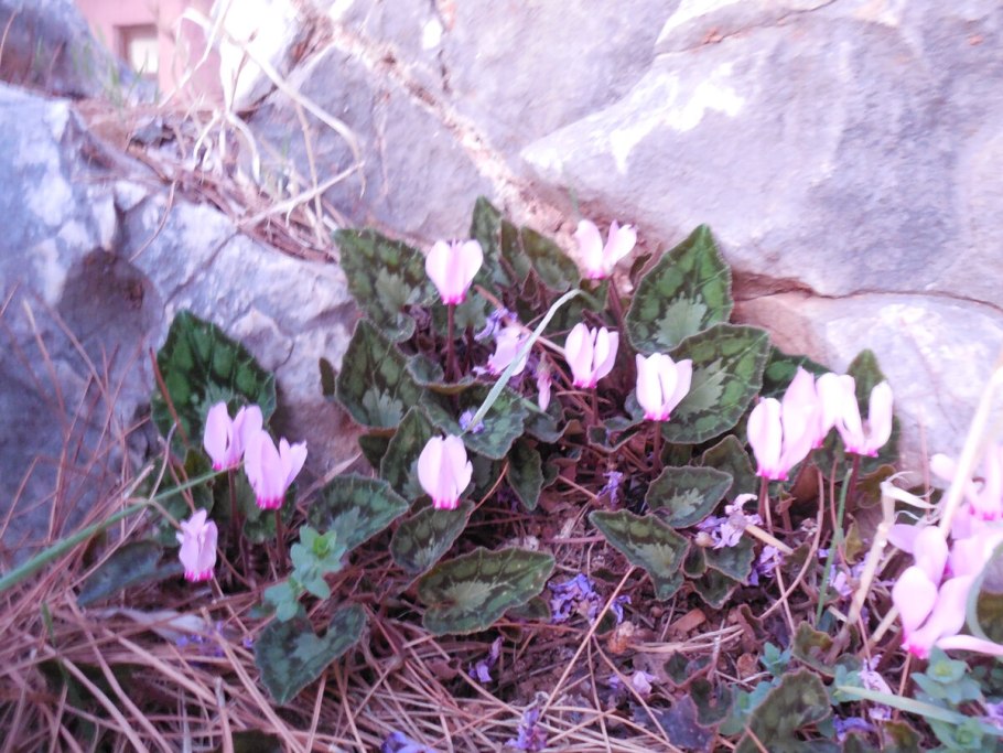 Цикламен Cyclamen hederifolium
