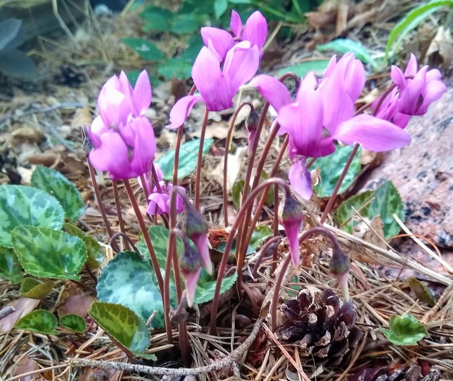 Cyclamen confusum