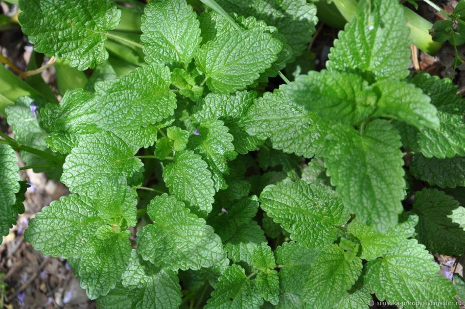 Мята перечная