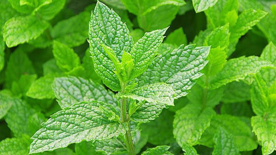 Мята перечная растение
