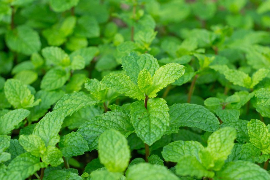 Мята и человек