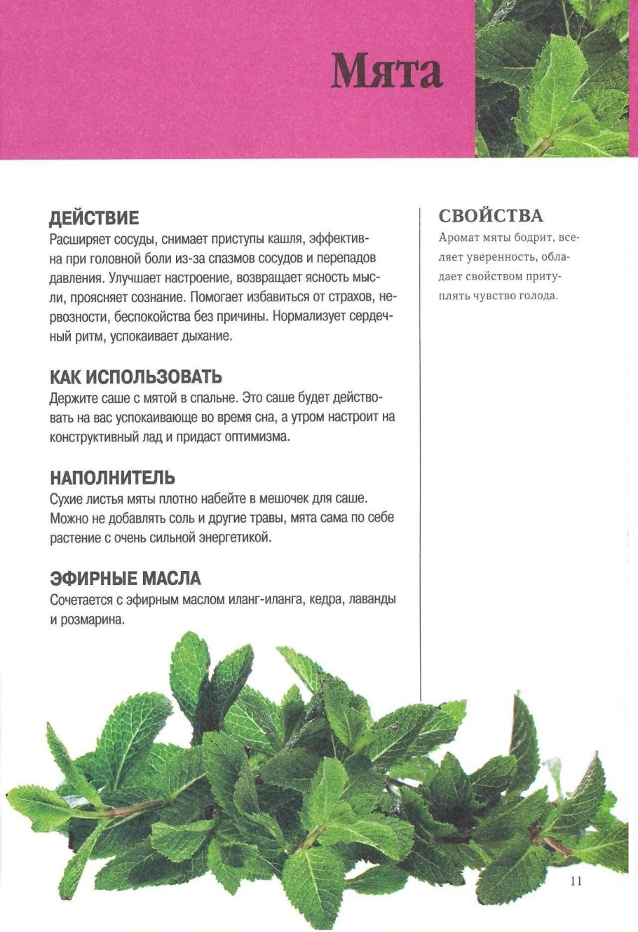 Мята перечная