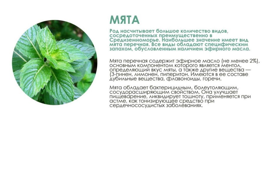 Мята перечная описание растения