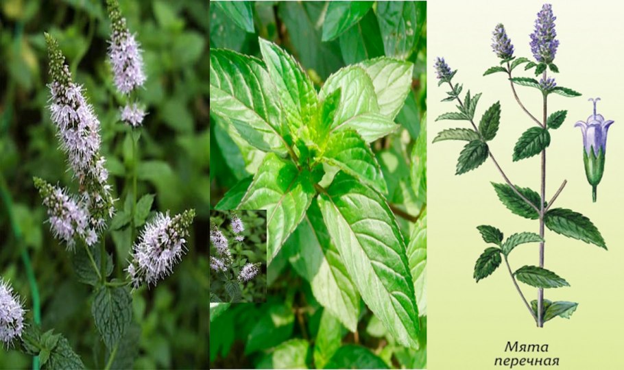 Мелисса оффициналис