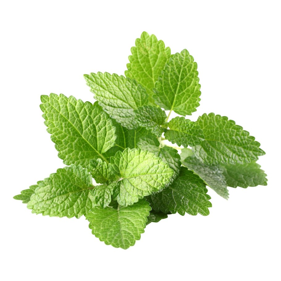 Сладкая мята растение