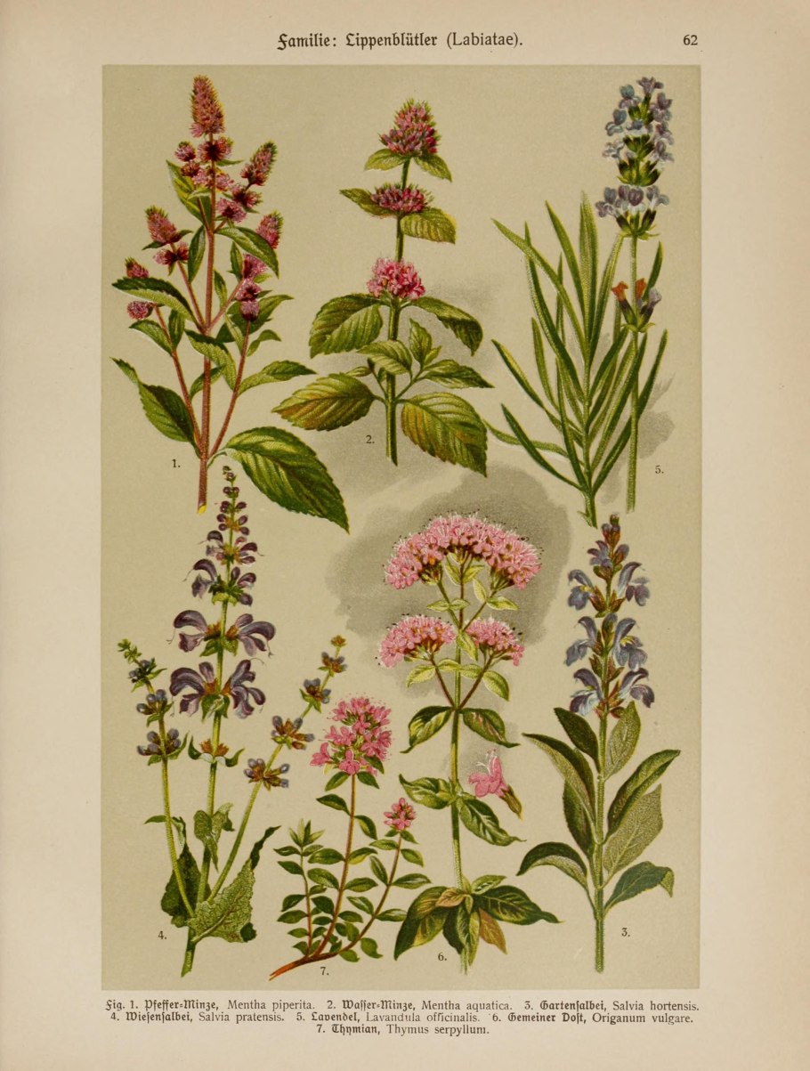 Мята ползучая