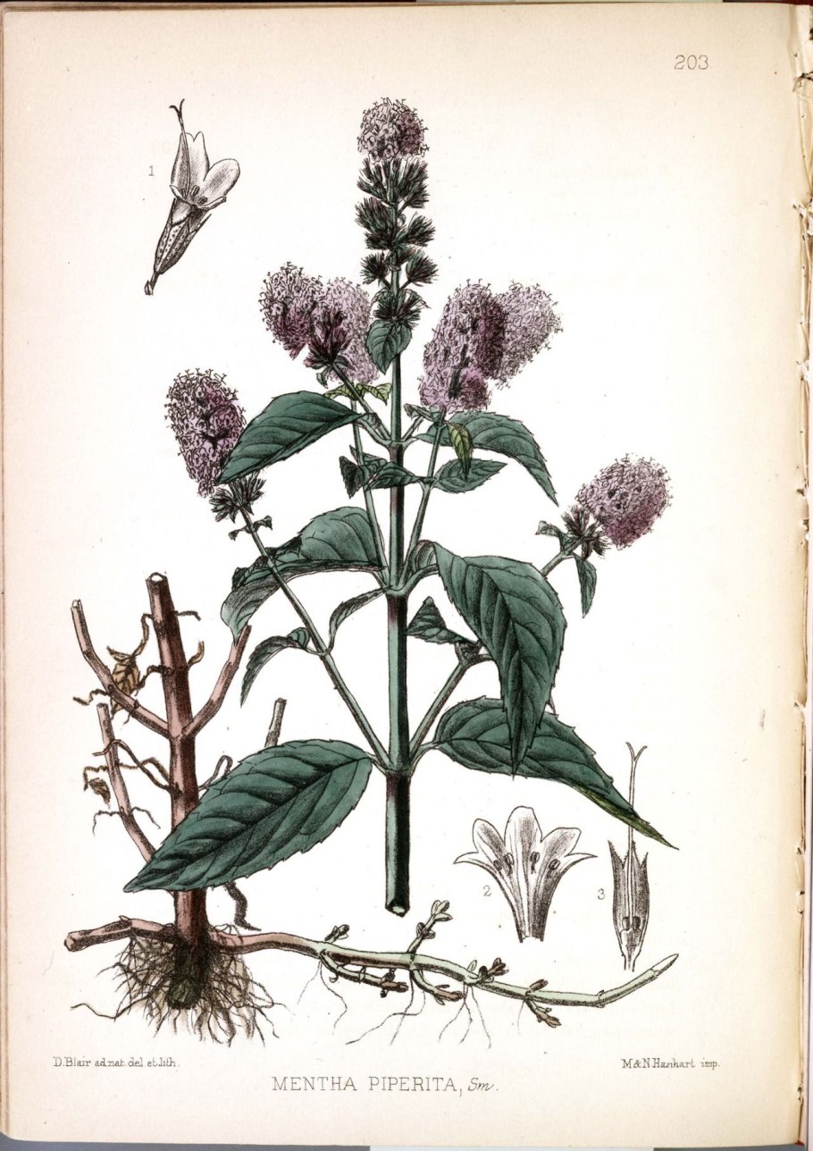 Мята перечная растение