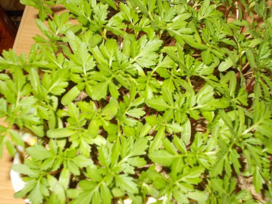 Петрушка трава