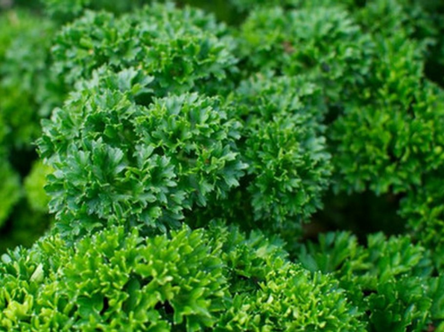 Петрушка кудрявая Астра