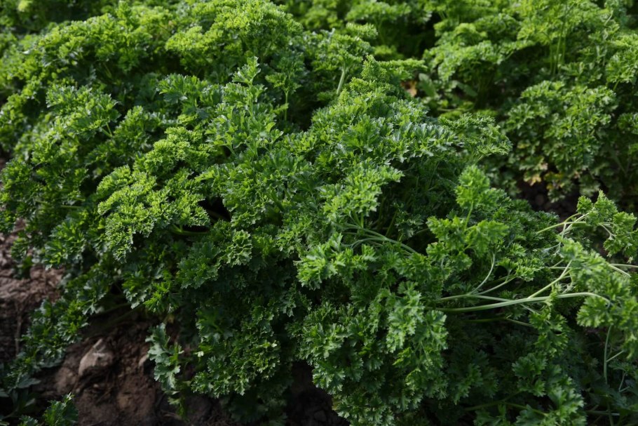 Сорт петрушки Астра